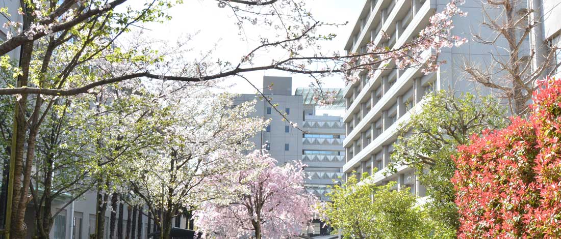 桜が咲く愛媛大学キャンパス